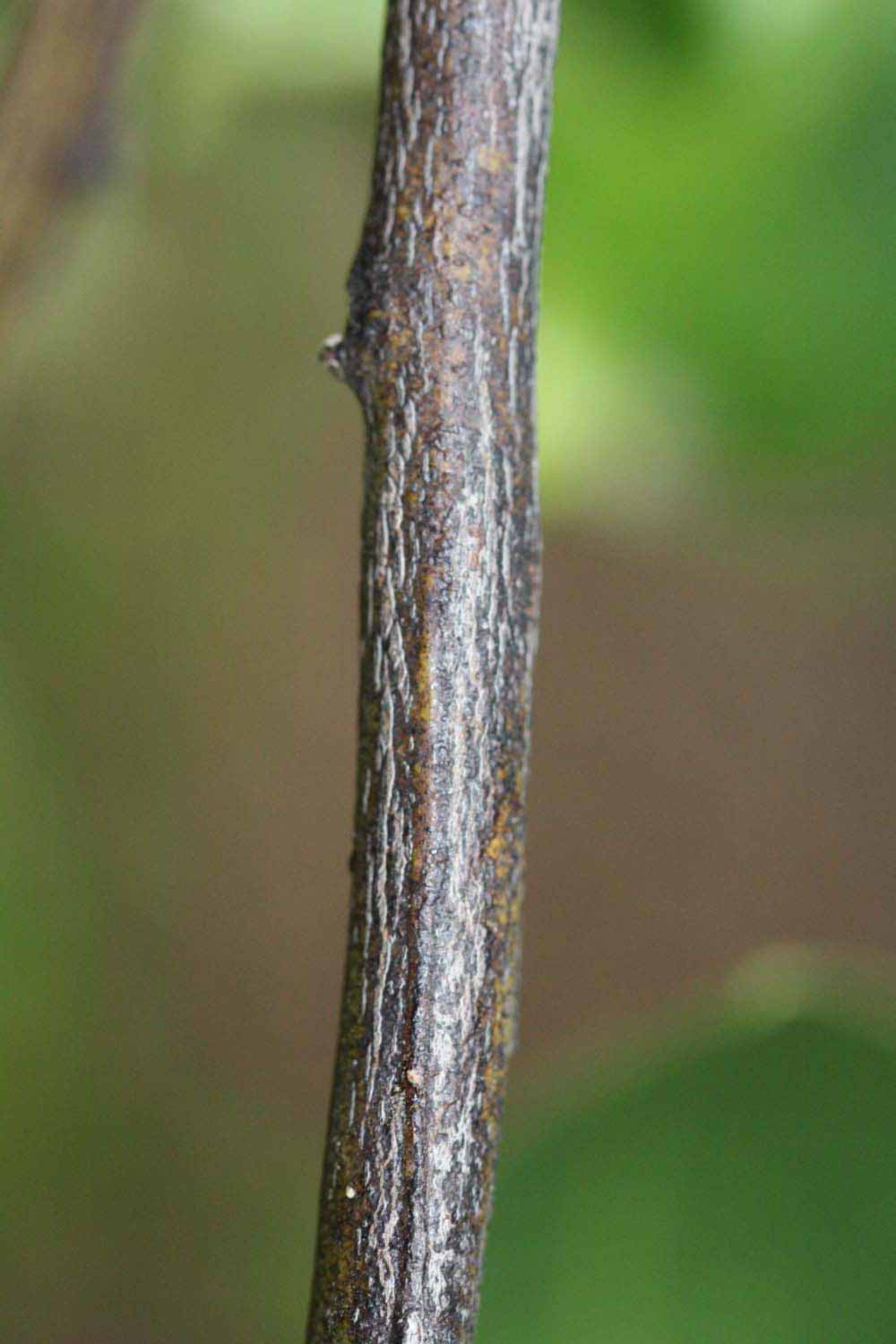              Second - third year twig (Riverside, CA)       